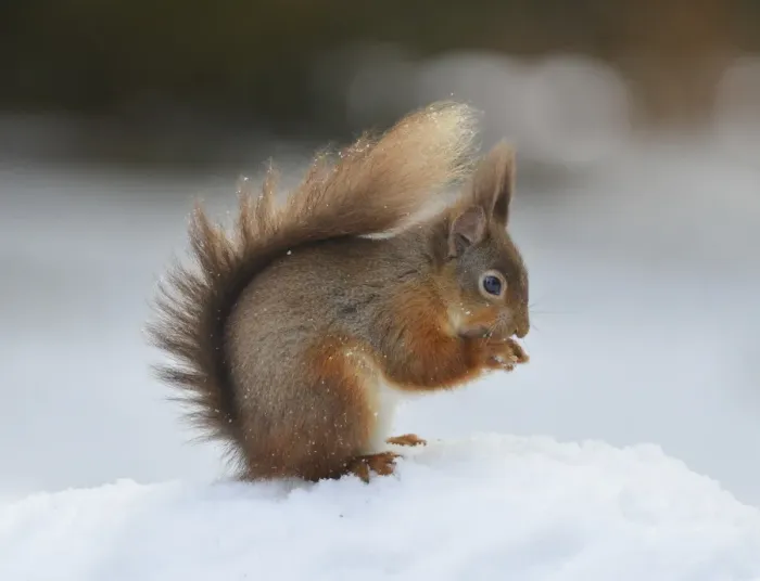 Framed Print : Red squirrel (Sciurus vulgaris), North Pennines, England, United Kingdom, Europe Framed Print : Red squirrel (Sciurus vulgaris), North Pennines, England, United Kingdom, Europe