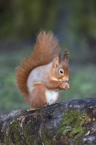 Red squirrel (Sciurus vulgaris), Eskrigg Nature Reserve, Lockerbie, Scotland, United Kingdom