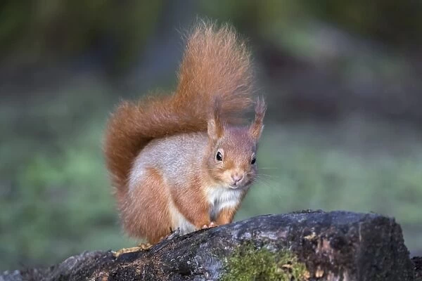 Red squirrel (Sciurus vulgaris), Eskrigg Nature Reserve, Lockerbie, Scotland, United Kingdom