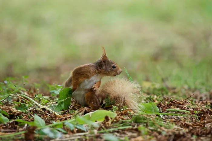 Framed Print : Red Squirrel (Sciurus vulgaris), Blarney Castle, County Cork, Ireland