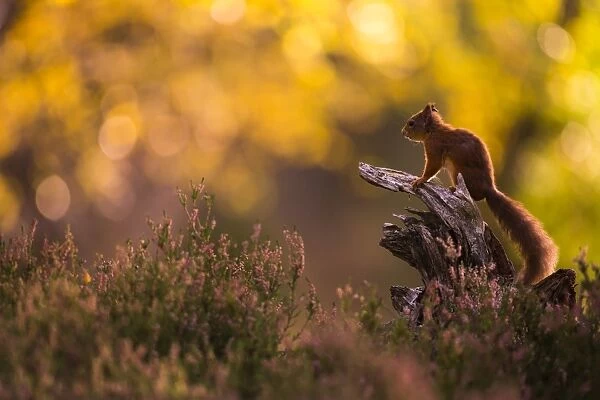 Red squirrel (Sciurus vulgaris) and autumnal colours, Cairngorms National Park, Scotland