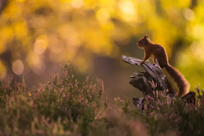 Framed Print : Red squirrel (Sciurus vulgaris) and autumnal colours, Cairngorms National Park, Scotland Framed Print : Red squirrel (Sciurus vulgaris) and autumnal colours, Cairngorms National Park, Scotland