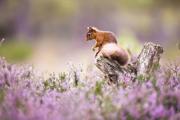 Red squirrel (Sciurus vulgaris) in blooming heather, Cairngorms National Park, Scotland