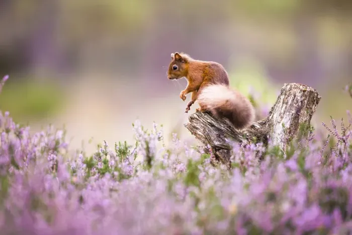 Framed Print : Red squirrel (Sciurus vulgaris) in blooming heather, Cairngorms National Park, Scotland Framed Print : Red squirrel (Sciurus vulgaris) in blooming heather, Cairngorms National Park, Scotland
