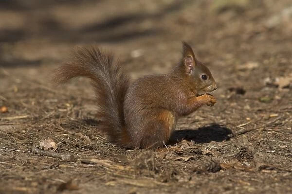 Red squirrel, Sciurus vulgaris, Formby, Liverpool, England, United Kingdom, Europe