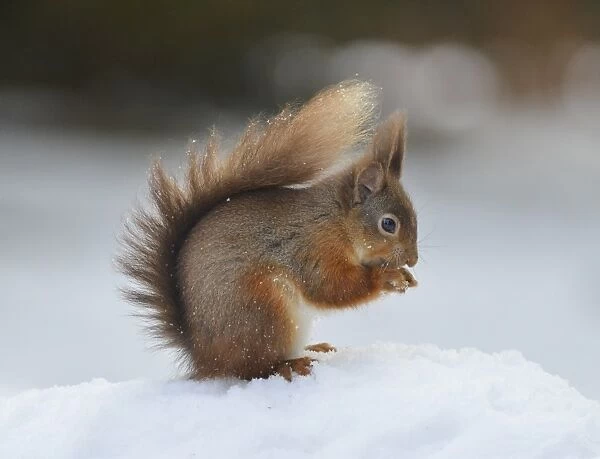 Red squirrel (Sciurus vulgaris), North Pennines, England, United Kingdom, Europe