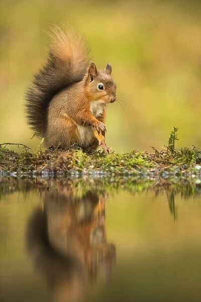 Red squirrel (Sciurus vulgaris) reflection, Yorkshire Dales, Yorkshire, England, United Kingdom