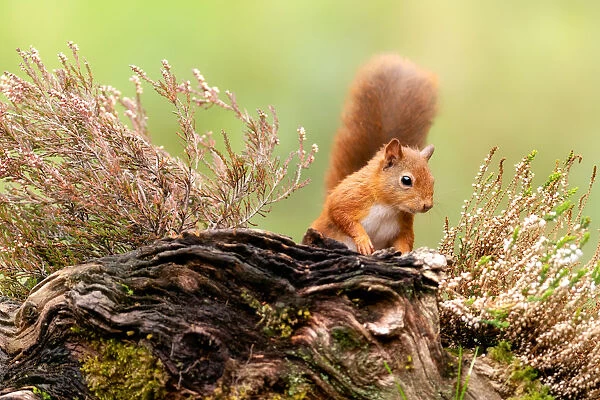 Red squirrel (Sciurus vulgaris), Scotland, United Kingdom, Europe