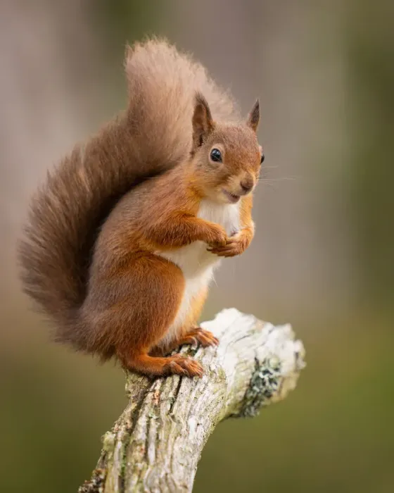 Framed Print : Red Squirrel, Scottish Highlands, Scotland, United Kingdom, Europe Framed Print : Red Squirrel, Scottish Highlands, Scotland, United Kingdom, Europe