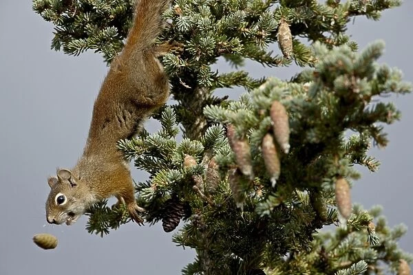Red squirrel (spruce squirrel) (Tamiasciurus hudsonicus), Denali National Park