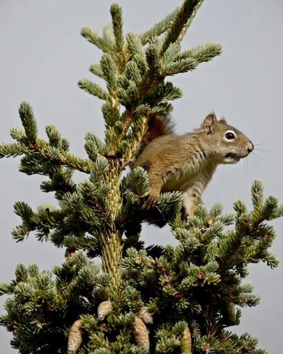 Framed Print : Red squirrel (spruce squirrel) (Tamiasciurus hudsonicus) in a spruce tree Framed Print : Red squirrel (spruce squirrel) (Tamiasciurus hudsonicus) in a spruce tree