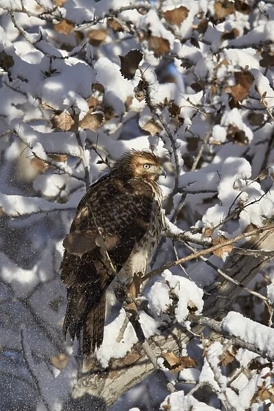 Red-tailed hawk (Buteo jamaicensis) juvenile in a snow-covered tree, Bosque del Apache