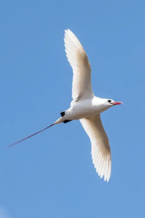 Framed Print : Red-tailed tropicbird (Phaethon rubricauda), Kilauea Point National Wildlife Refuge Framed Print : Red-tailed tropicbird (Phaethon rubricauda), Kilauea Point National Wildlife Refuge