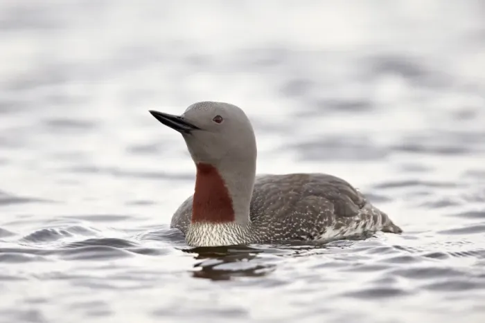 Framed Print : Red-Throated Diver (Red-Throated Loon) (Gavia stellata), Iceland, Polar Regions Framed Print : Red-Throated Diver (Red-Throated Loon) (Gavia stellata), Iceland, Polar Regions