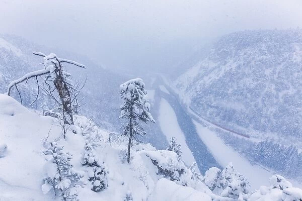 The Red Train travels in the Rhine Valley during a snowstorm, Rhein Gorge, Flims