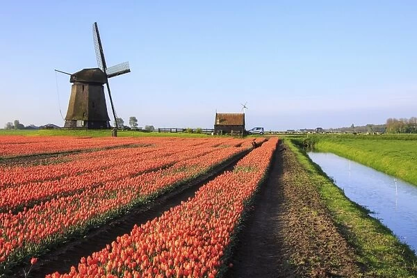 Red tulip fields and blue sky frame the windmill in spring, Berkmeer, Koggenland