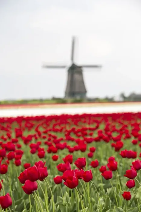 Framed Print : Red tulip fields frame the windmill in spring, Berkmeer, Koggenland, North Holland Framed Print : Red tulip fields frame the windmill in spring, Berkmeer, Koggenland, North Holland