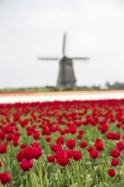 Red tulip fields frame the windmill in spring, Berkmeer, Koggenland, North Holland