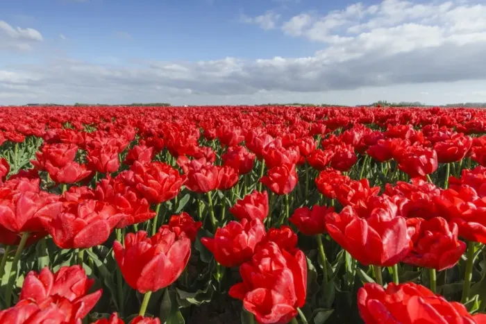 Framed Print : Red tulips and clouds in the sky, Yersekendam, Zeeland province, Netherlands, Europe
