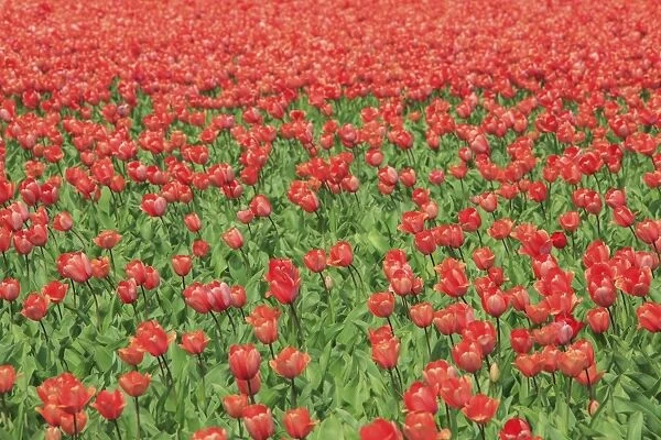 Red tulips and green grass colour the landscape in spring, Keukenhof Park, Lisse