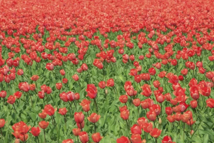 Framed Print : Red tulips and green grass colour the landscape in spring, Keukenhof Park, Lisse Framed Print : Red tulips and green grass colour the landscape in spring, Keukenhof Park, Lisse
