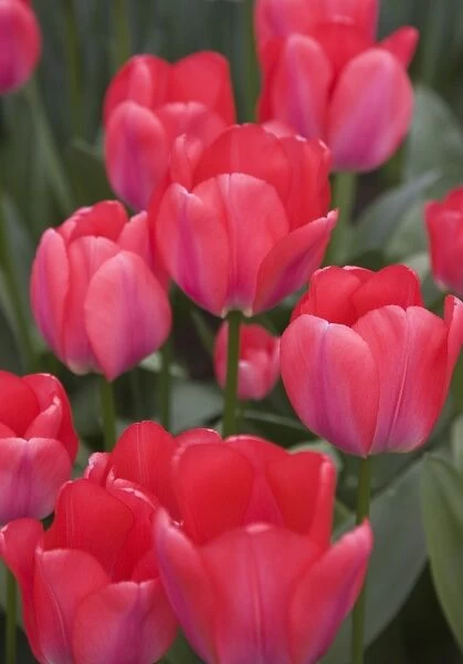 Red tulips, Keukenhof, park and gardens near Amsterdam, Netherlands, Europe