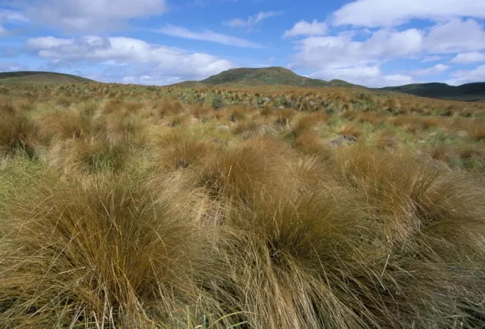 Framed Print : Red tussock grass Framed Print : Red tussock grass