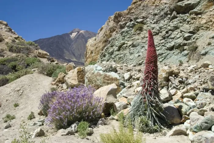 Framed Print : Red vipers bugloss (Echium wildpretii), with Pico de Teide in background Framed Print : Red vipers bugloss (Echium wildpretii), with Pico de Teide in background