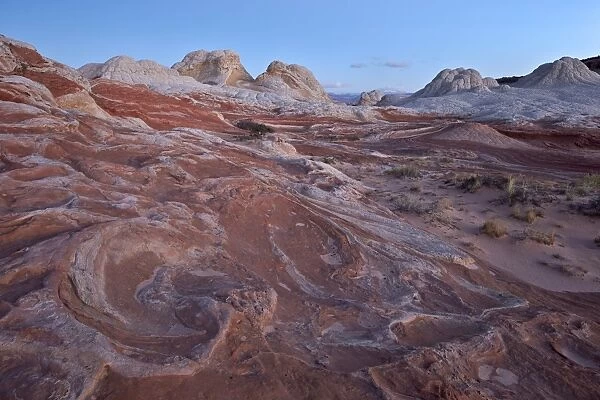 Red and white sandstone swirls at dawn, White Pocket, Vermilion Cliffs National Monument