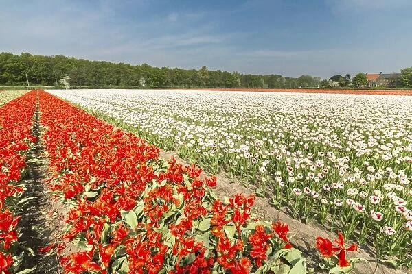 The red and white tulips colour the landscape in spring, Keukenhof Park, Lisse, South Holland