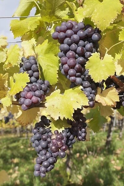 Red wine grapes in autumn, Uhlbach, Stuttgart, Baden Wurttemberg, Germany, Europe
