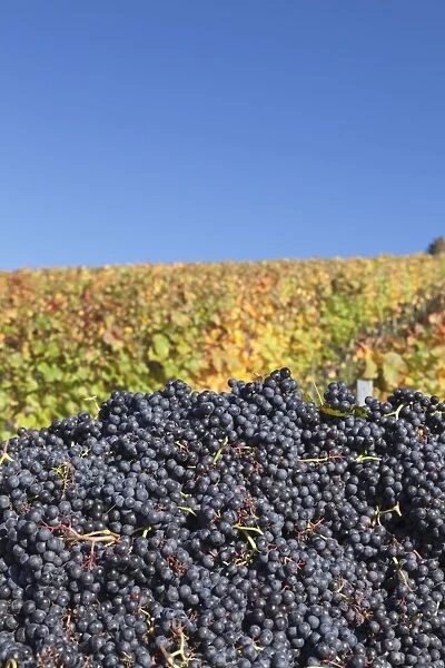 Red wine grapes with colourful vineyards in autumn, grape harvest, Uhlbach, Stuttgart, Baden Wurttemberg, Germany, Europe