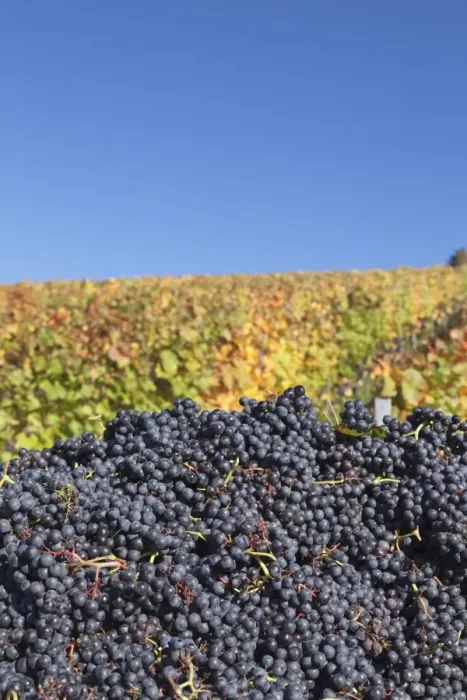Framed Print : Red wine grapes with colourful vineyards in autumn, grape harvest, Uhlbach, Stuttgart, Baden Wurttemberg, Germany, Europe Framed Print : Red wine grapes with colourful vineyards in autumn, grape harvest, Uhlbach, Stuttgart, Baden Wurttemberg, Germany, Europe