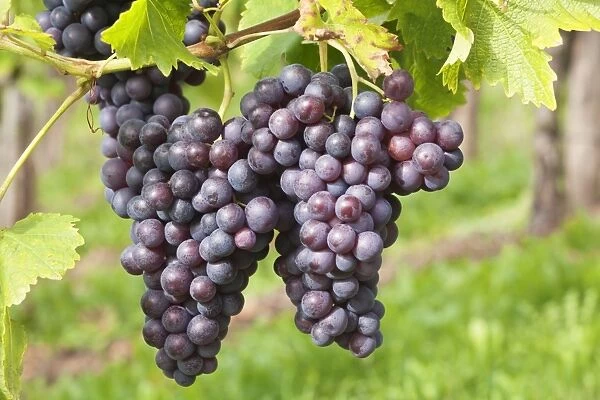 Red wine grapes, Uhlbach, Baden Wurttemberg, Germany, Europe