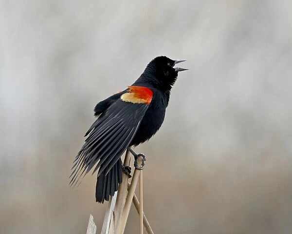 Red-winged blackbird (Agelaius phoeniceus) male, San Jacinto Wildlife Area