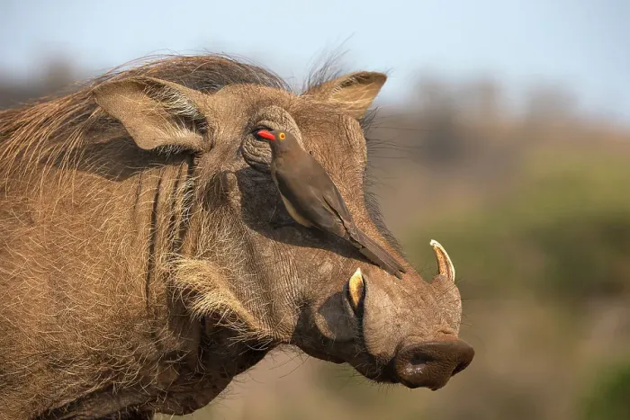 Framed Print : Redbilled oxpecker (Buphagus erythrorynchus) on warthog (Phacochoerus africanus), Zimanga game reserve, South Africa, Africa