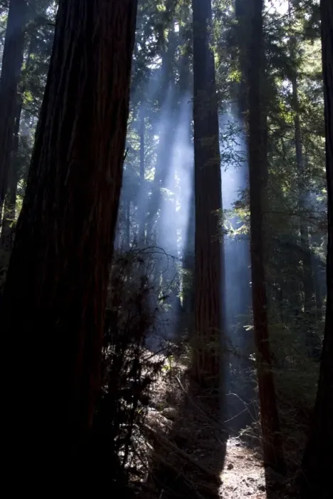 Framed Print : Redwood forest Framed Print : Redwood forest