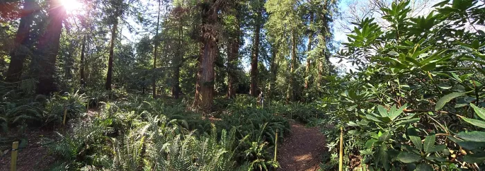 Framed Print : Redwood forest, Kew Gardens, United Kingdom Framed Print : Redwood forest, Kew Gardens, United Kingdom