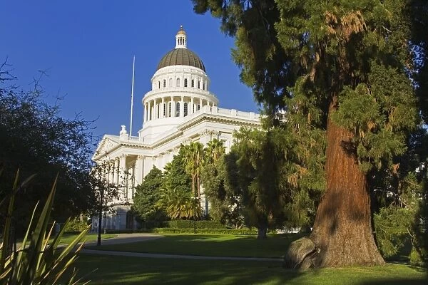 Redwood tree and the State Capitol Building, Sacramento, California, United States of America