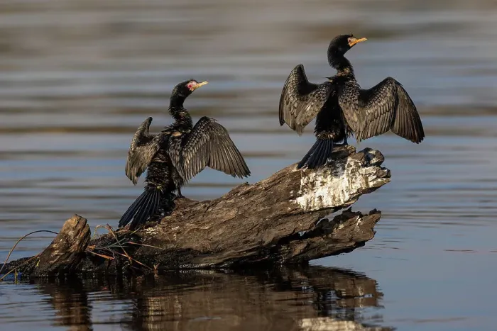 Framed Print : Reed cormorants (Microcarbo africanus) drying wings, Chobe National Park, Botswana, Africa Framed Print : Reed cormorants (Microcarbo africanus) drying wings, Chobe National Park, Botswana, Africa