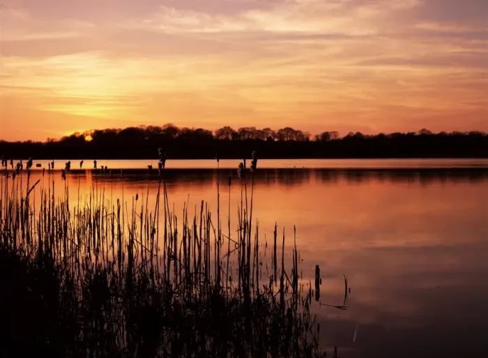 Framed Print : Reedmace silhouetted in foreground at sunset, Frensham Great Pond, near Farnham Framed Print : Reedmace silhouetted in foreground at sunset, Frensham Great Pond, near Farnham