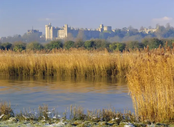 Framed Print : Reeds beside the River Arun, with Arundel Castle, the ancestral home of the Dukes of Norfolk beyond Framed Print : Reeds beside the River Arun, with Arundel Castle, the ancestral home of the Dukes of Norfolk beyond