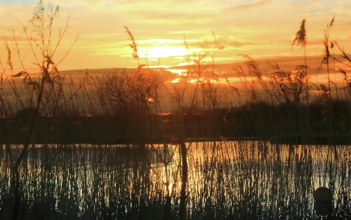 Framed Print : Reeds and river Thurne, sunset, Norfolk Broads