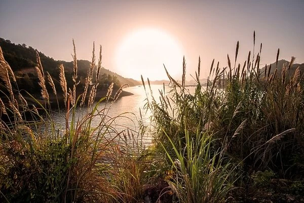 Reeds and setting sun at the shore of Qiandao Lake in Zhejiang province, China, Asia
