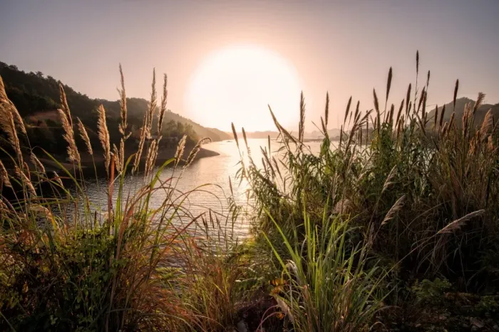Framed Print : Reeds and setting sun at the shore of Qiandao Lake in Zhejiang province, China, Asia Framed Print : Reeds and setting sun at the shore of Qiandao Lake in Zhejiang province, China, Asia