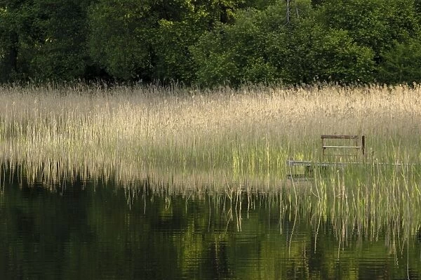 Reeds along the shore of Trakai Lake