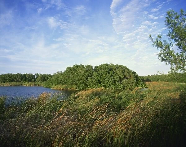 Reeds and waterway, Everglades National Park, Florida, United States of America