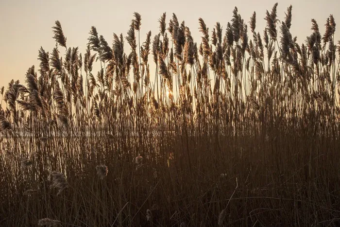 Framed Print : Reeds winter sunset, River Deben, Ramsholt, Suffolk, England, United Kingdom, Europe Framed Print : Reeds winter sunset, River Deben, Ramsholt, Suffolk, England, United Kingdom, Europe