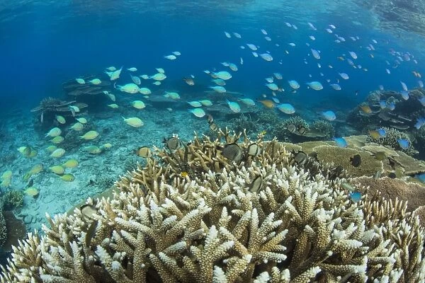 Reef fishes amongst profusion of hard plate at Pulau Setaih Island, Natuna Archipelago
