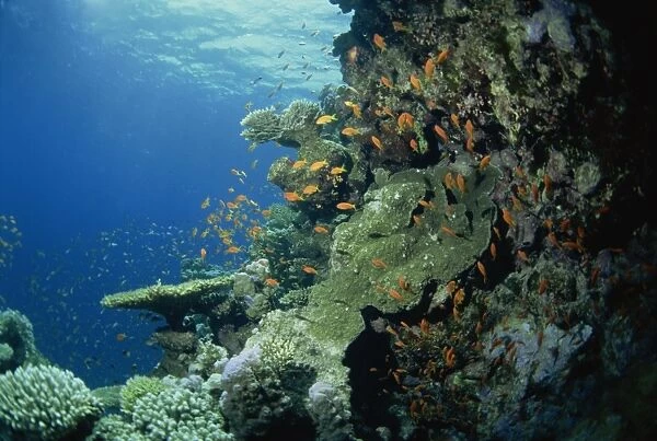 Reef scene with anthias fish and coral, Red Sea, Egypt, North Africa, Africa